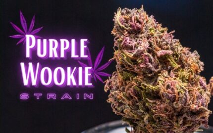 Buy Purple Wookies Strain Online